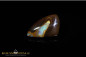 Preview: Koroit Boulder Opal - 19,05ct