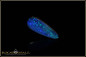 Preview: Coober Pedy Opal doublet - 2,57ct