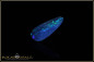 Preview: Coober Pedy Opal doublet - 2,57ct