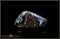 Preview: Koroit Boulder Opal - 42,02ct