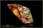 Preview: Opalton Boulder Opal - 31,94ct